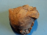 Illaenus